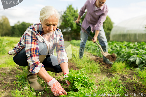 Image of senior couple working in garden or at summer farm