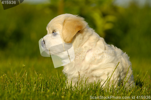 Image of Bichon Havanais puppy dog