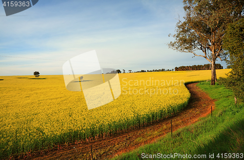 Image of Hectares of agricultural Canola Plants in flower