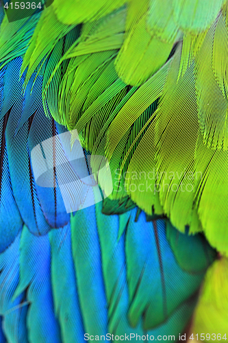 Image of Bird Plumage feathers