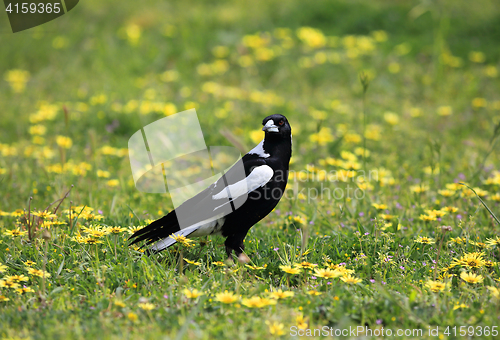 Image of Australian Magpie Cracticus tibicen