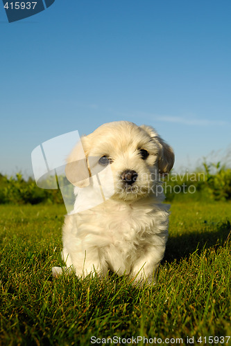Image of Bichon Havanais puppy dog