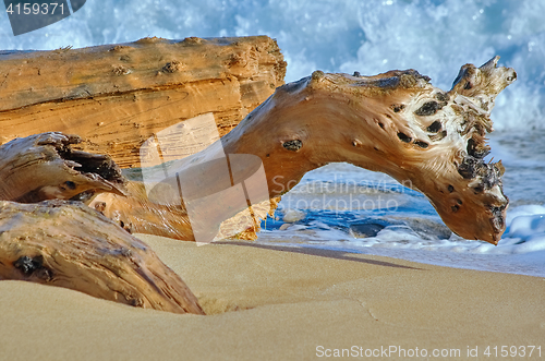 Image of Trunk on the Sea Shore