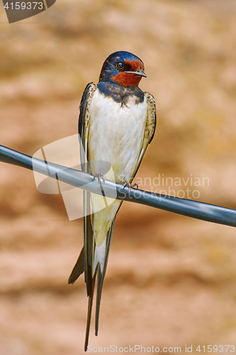 Image of Barn Swallow on Wire