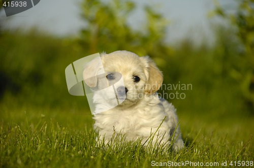 Image of Bichon Havanais puppy dog
