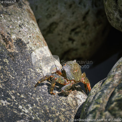 Image of Crab on Rock