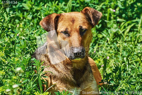 Image of Portrait of Street Dog