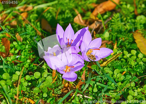 Image of Saffron Crocus Blooming