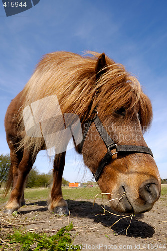Image of Horse is eating food