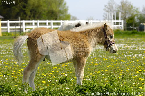 Image of Young horse foal in profile