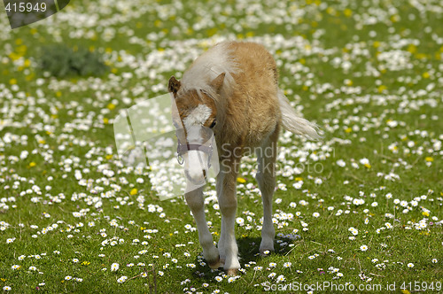 Image of Horse foal on grass with flowers