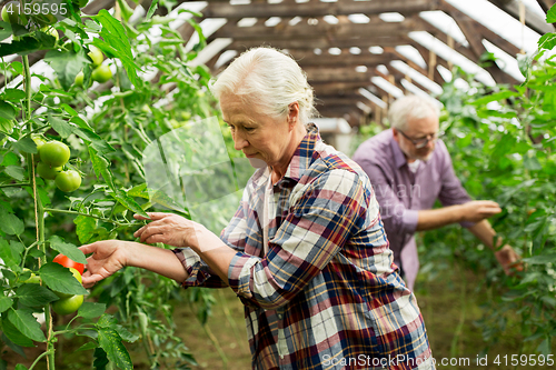 Image of old woman picking tomatoes up at farm greenhouse