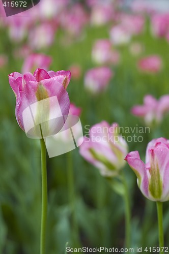 Image of pink tulips