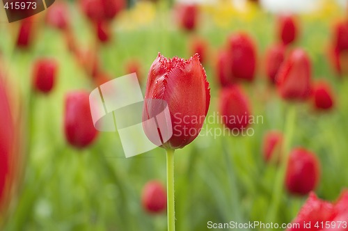 Image of red tulips