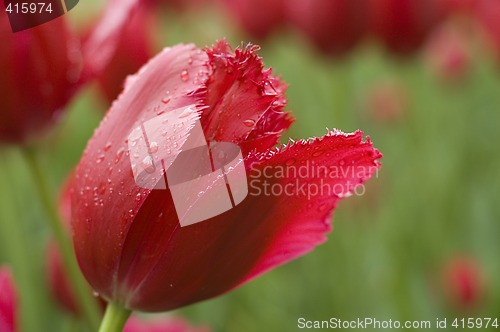 Image of red tulip