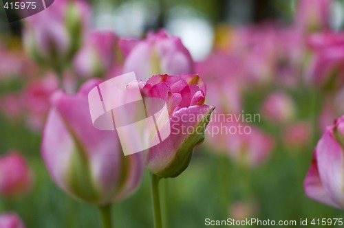 Image of pink tulips