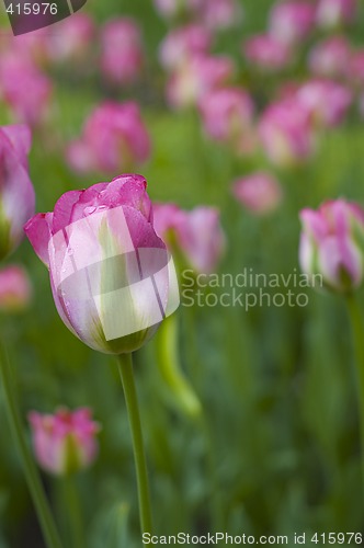 Image of pink tulips