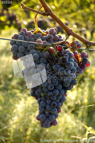 Image of Chianti Grapes