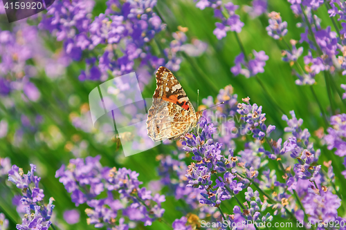 Image of Peacock Butterfly on Lavender