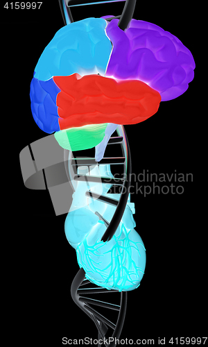 Image of DNA, brain and heart. 3d illustration