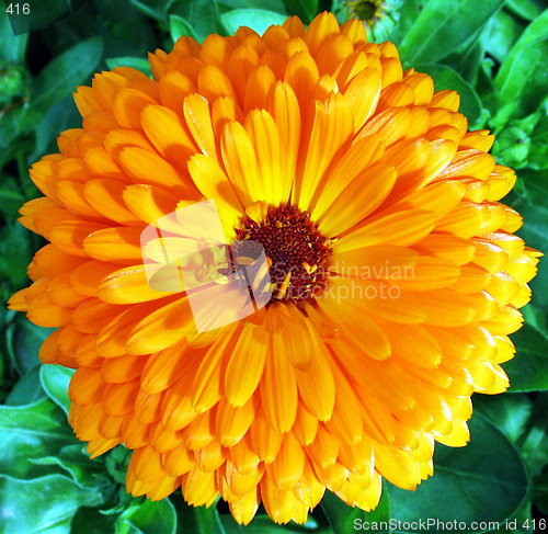 Image of Full bloom