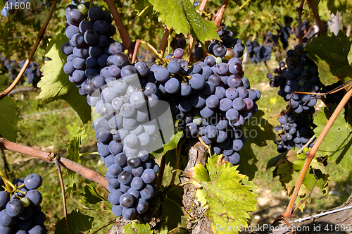 Image of Grapes On A Vine