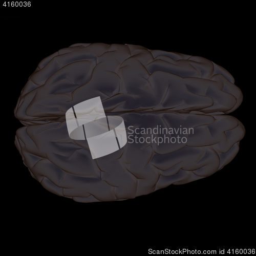 Image of 3D illustration of human brain