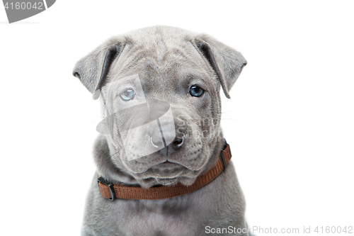 Image of Thai ridgeback puppy isolated on white