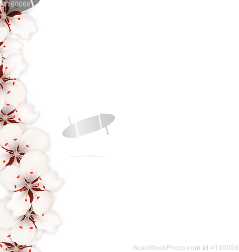 Image of Sakura Flowers Background. Cherry Blossom Isolated on White Background