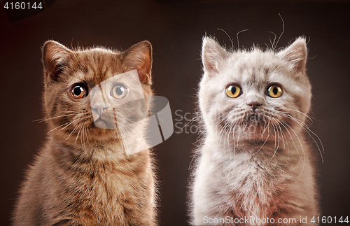 Image of portrait of british kittens