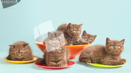 Image of Brown kittens on colorful plates