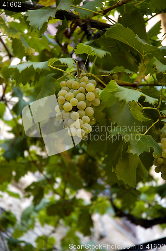 Image of Green Grapes