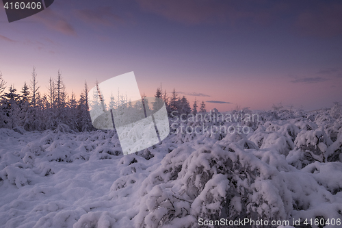 Image of Dawn in a beautiful forest