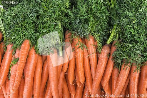 Image of Carrots