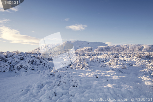 Image of Winter landscape