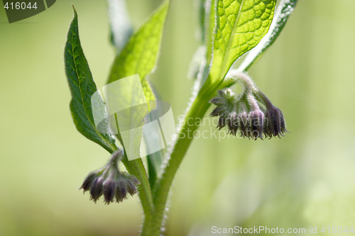 Image of Comfrey