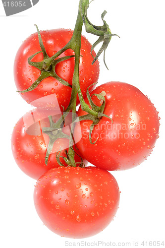 Image of Fresh vine tomatoes