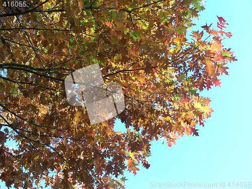 Image of Harvest Oak