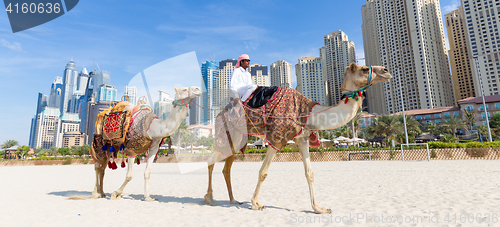 Image of Man offering camel ride on Jumeirah beach, Dubai, United Arab Emirates.