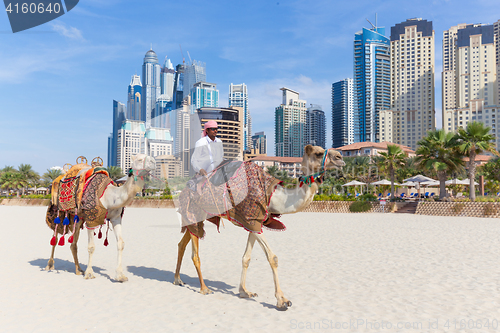 Image of Man offering camel ride on Jumeirah beach, Dubai, United Arab Emirates.