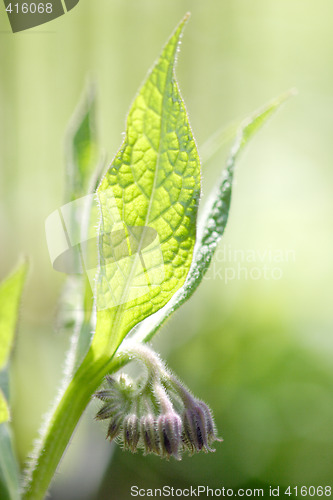 Image of Symphytum officinale