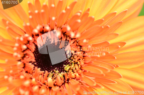 Image of Gerbera flower in a garden