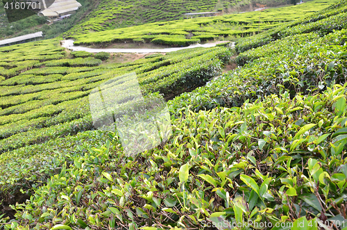 Image of Tea plantation located in Cameron Highlands