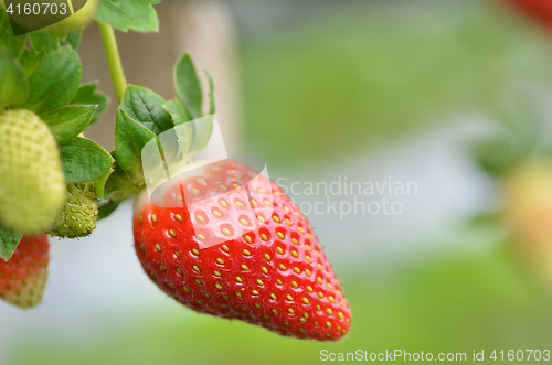 Image of Fresh strawberries that are grown in greenhouses