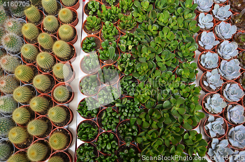 Image of Group of small cactus in the pot