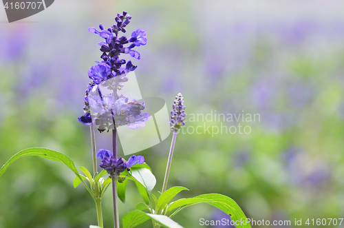 Image of Blooming blue bugleweeds Ajuga