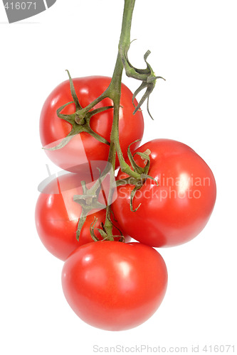 Image of Truss of tomatoes