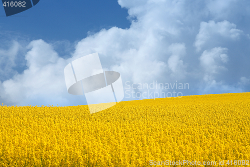 Image of yellow field with oil seed rape in early spring