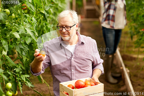 Image of old man picking tomatoes up at farm greenhouse