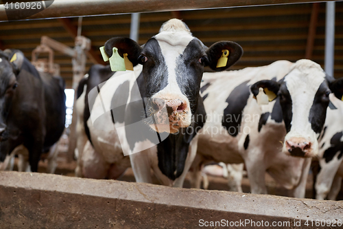 Image of herd of cows in cowshed on dairy farm